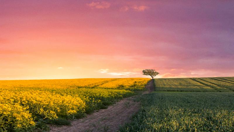 Tree in field