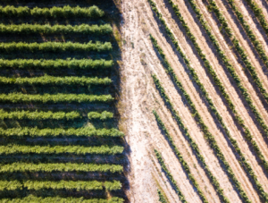 Agricultural fields