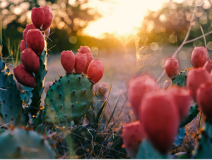 Close-Up Of Prickly Pear Cactus Plants During Sunset